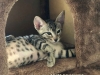 Savannah Kitten Rebel - Male F6 SBT