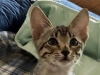 Savannah Kitten Sedona - Female F6 SBT - 8 weeks old