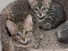 Savannah Kittens Renegade and Rebel - Male F6 SBT's