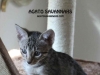 Savannah Kitten Sedona - Female F6 SBT