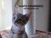 Savannah Kitten Renegade - Male F6 SBT