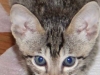 Savannah Kitten Rebel - F6 SBT Male - 6 Weeks old