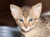 Savannah Kitten Renegade - F6 SBT Male - 6 weeks Old