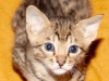 F6 SBT Savannah Kitten - 4 Weeks Old