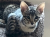 Agato Sedona - F6 SBT Female - Savannah Kitten for Sale NJ