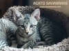 Agato Sedona - F6 SBT Female - Savannah Kitten for Sale NJ