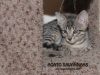 F6 SBT Savannah Kitten Sedona - Savannah Kitten for Sale NJ