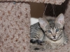 F6 SBT Savannah Kitten Sedona - Savannah Kitten for Sale NJ