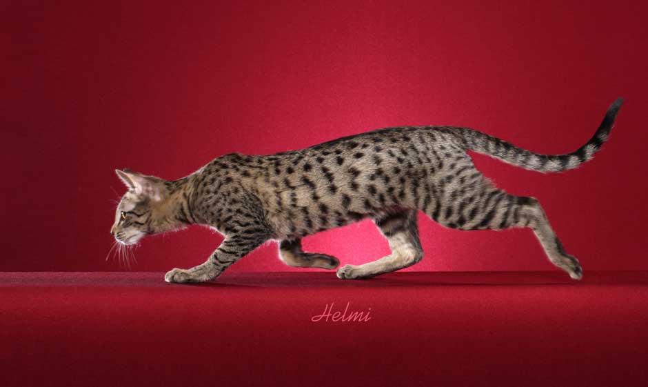 melanistic serval for sale