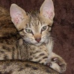 Savannah Kitten Perseus - 7 Weeks Old