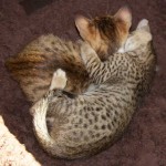 Savannah Kitten Perseus and Brother