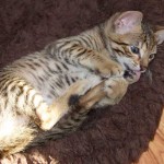 Savannah Kitten Perseus Trying to Catch his Tail