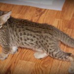 Perseus - F5 SBT Male - Savannah Kitten - 8 Weeks Old