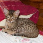 Savannah Kitten Perseus - 9 Weeks Old