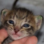 Savannah Kitten Perseus - F5 SBT - 2 Weeks Old