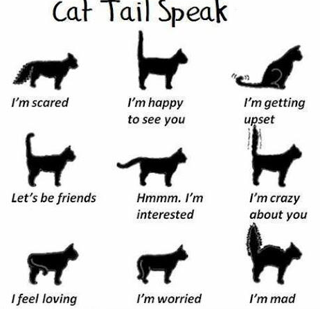 Cat Tail Speak